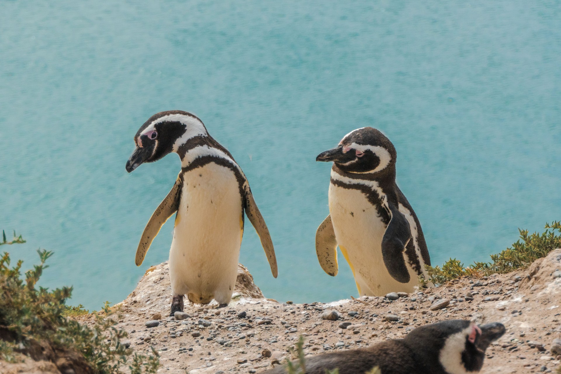 Two penguins against the background of an azure blue sea. Photo was taken in the nature reserve of Peninsula Valdes near Puerto Madryn, Patagonia, Argentina